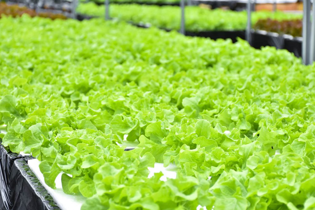 Heart of Perfect Farming