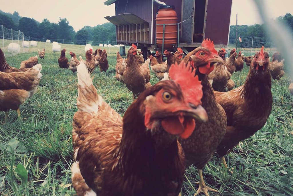 Get cracking with chicken