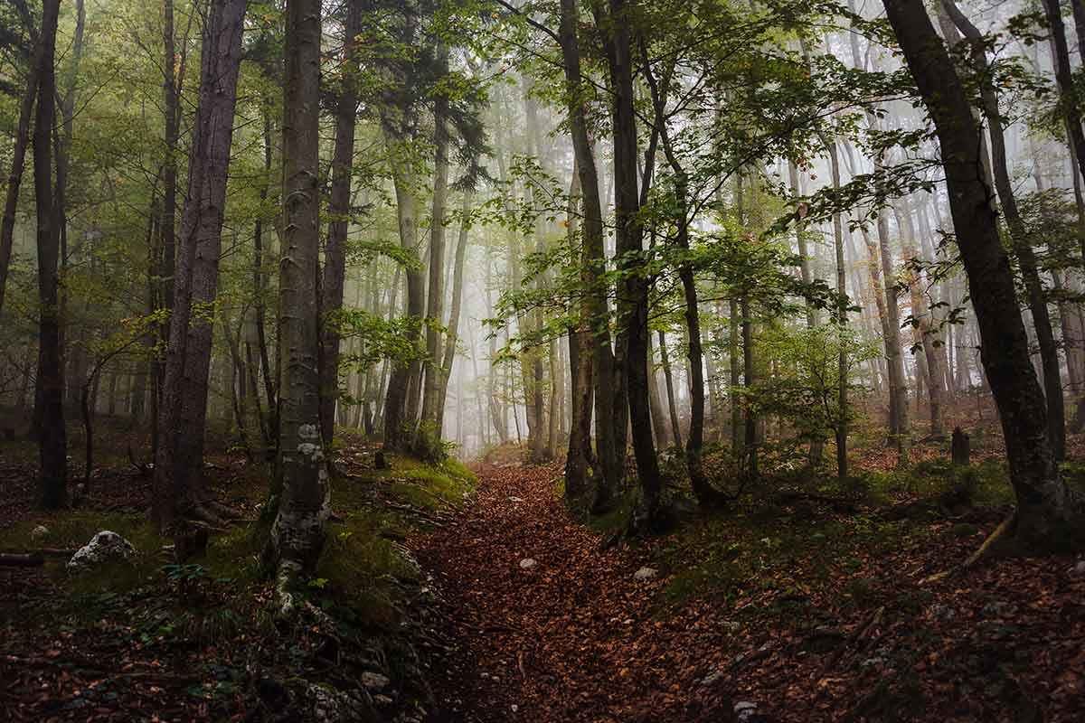 Mystic forest on a foggy day in autumn