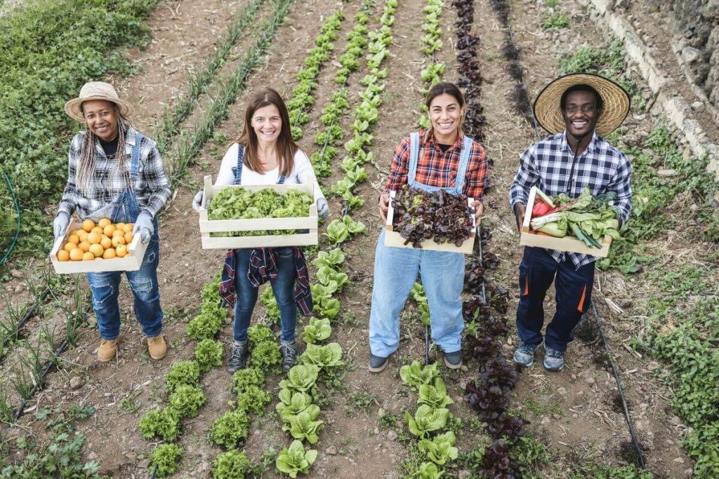 Farmers Harvesting Crops Alongside Livestock Care