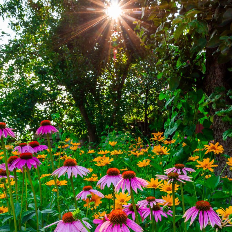 sunset-with-beautiful-flowers-in-the-garden-2021-08-26-19-00-32-utc