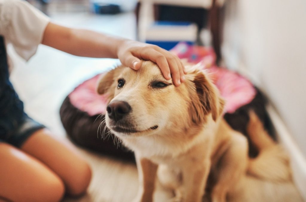 Signs Your Pet Might Be Stressed, and How to Help