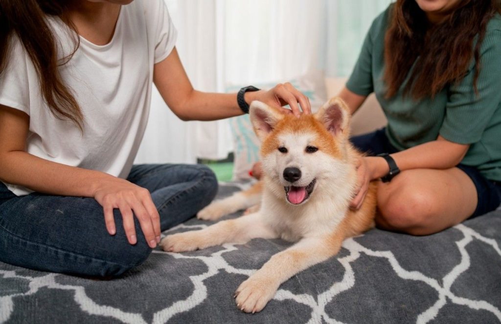 How to Choose the Right Pet for Your Lifestyle