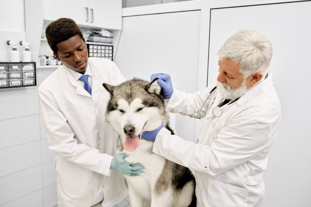 Why Regular Vet Checkups Matter More Than You Think