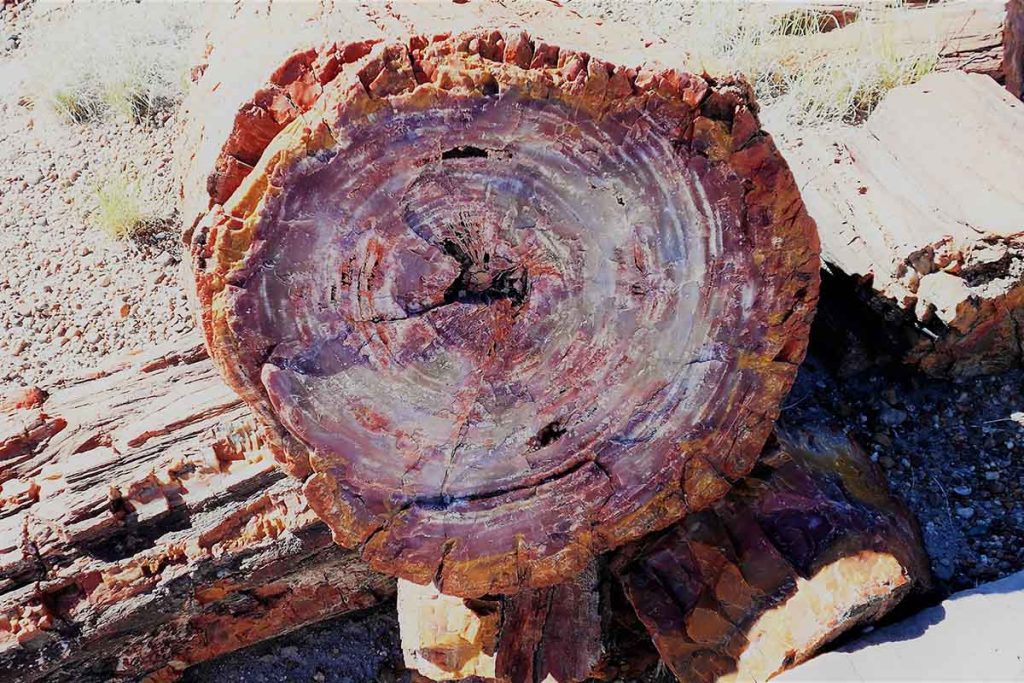 Petrified Wood Myths & Facts