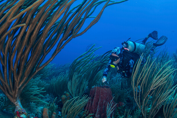 Freediving vs. Scuba Diving