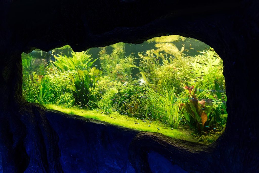 Fill Your Dream Tank