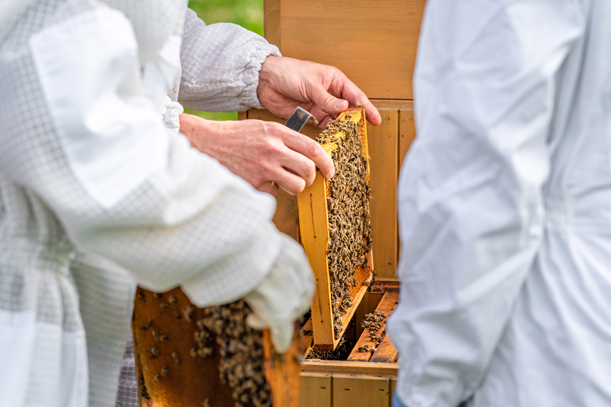 wax-frame-in-bee-hive-honey-production-2021-06-23-17-33-24-utc