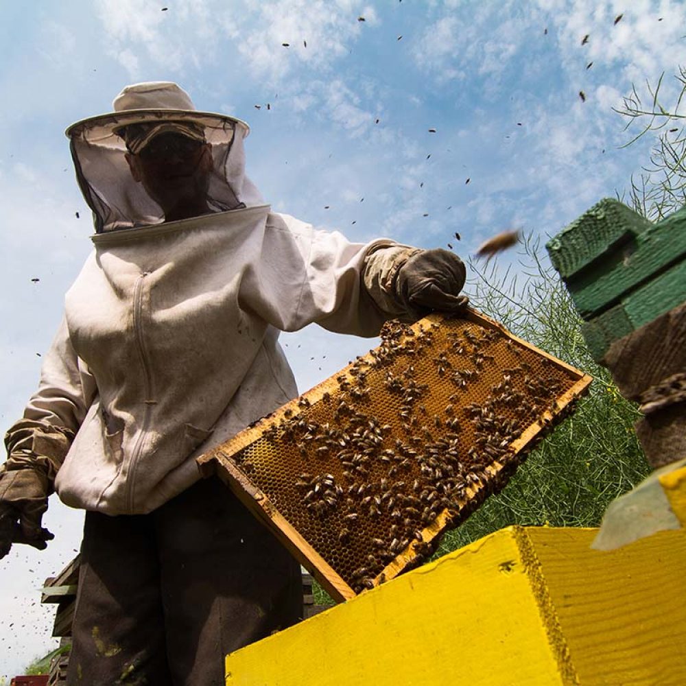 horizontal sideview portrait of beekeeper in protection suit getting out a honey comb from a yellow beehive with bees swarming around