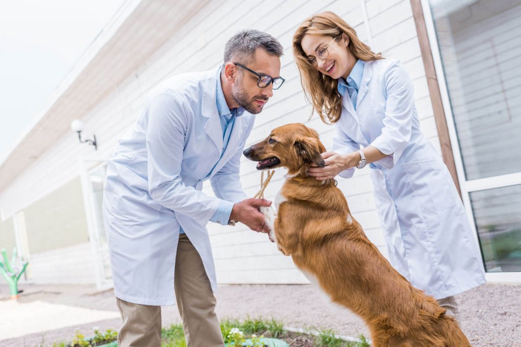How to train a dog run