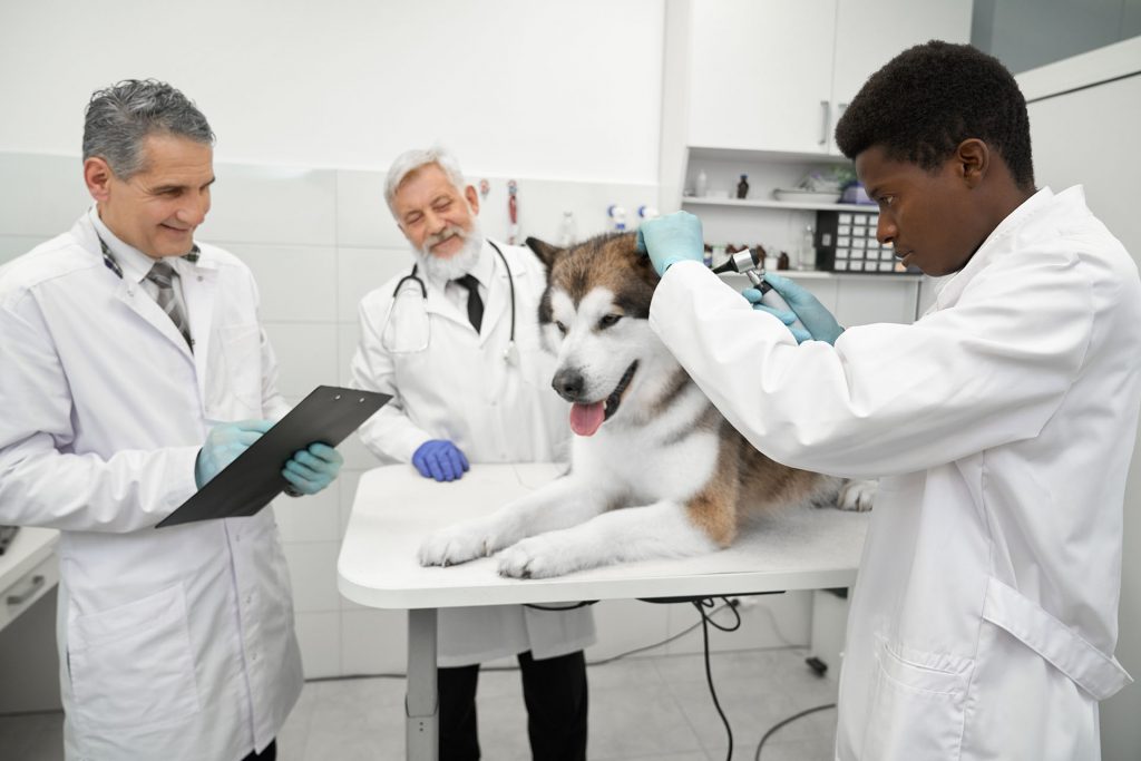 How to cure flu in animals